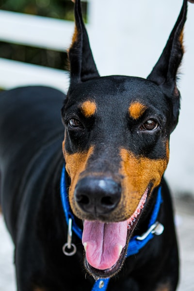 黑色和棕褐色杜宾犬
